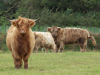 Highland Cattle, cattle, nature, horns, breed HD wallpaper