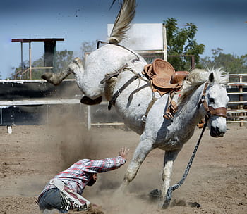 Action-packed rodeo moment with a cowboy falling off a bucking white horse in an outdoor arena. HD wallpaper
