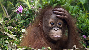 Animals, Flowers, Grass, To Lie Down, Lie, Monkey HD wallpaper