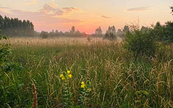 Sunrise over Meadow, mist, bentgrass, Latvia, meadow, sunrise HD wallpaper