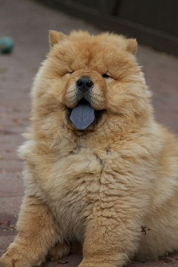 Chow Chow, Dogs, Puppy, Chow Chow HD phone wallpaper