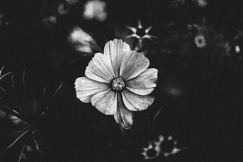 Flowers, Flower, Plant, Close-Up, Bloom, Flowering, Bw, Chb HD wallpaper