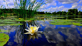 Nature, lily pond, Lily Pad HD wallpaper