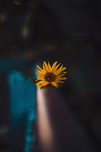 Flowers, Flower, Macro, Blur, Smooth, Focus HD phone wallpaper