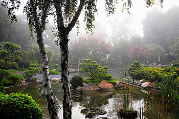 Nature, Vegetation, Garden, Haze, Pond, Birch HD wallpaper