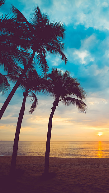 Tropical Horizon | Palm Skies | Ocean Sunset | Cloud-Kissed Palms | Coastal Calm, cloud, palm tree, horizon, nature, ocean HD phone wallpaper