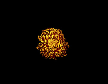 Golden flower, minimal HD wallpaper