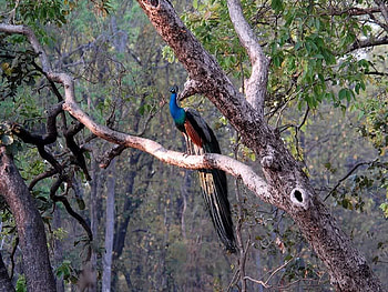 Peacock, leaves, bird, tree HD wallpaper