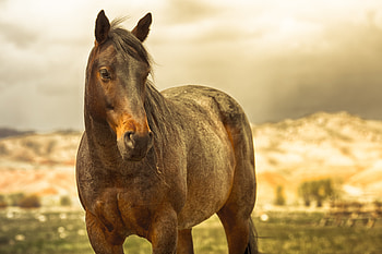 Animals, Brown, Mane, Horse, Muscular, Brawny HD wallpaper