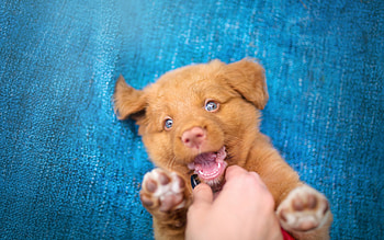 :P, blue, dog, brown, cute, orange, paw, hand, caine, puppy HD wallpaper