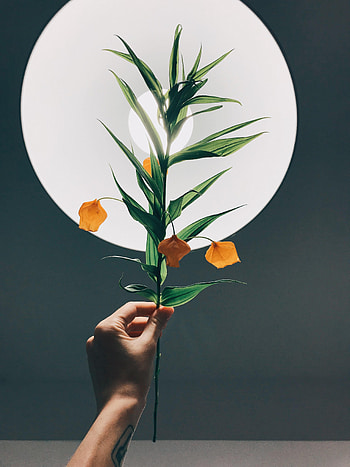 Plant, Hand, Miscellanea, Miscellaneous, Lamp, Glow, Fisalis, Physalis HD phone wallpaper