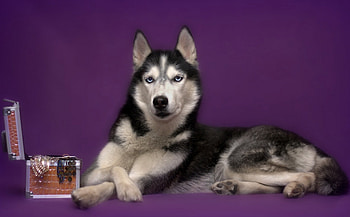 Husky, animal, dog, jewel, purple, box HD wallpaper