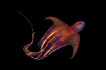 Superhero of the sea, Blanket octopus facts, Female cephalopod, Aquatic wonder HD wallpaper