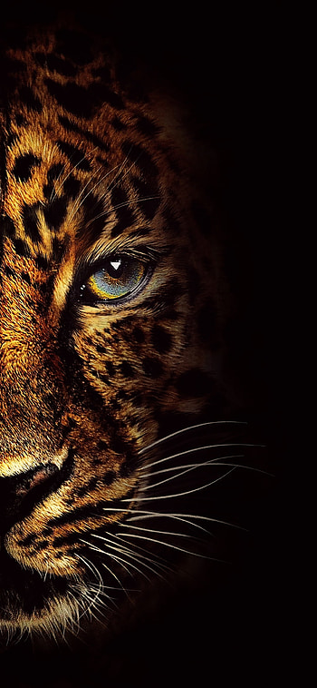 Tiger, eye HD phone wallpaper