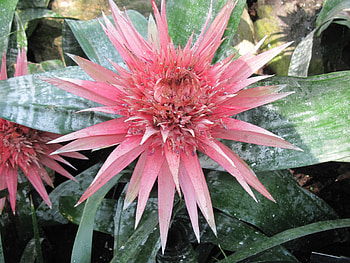 Exotic flowers at the pyramids 12, pink, graphy, green, Flowers, garden HD wallpaper
