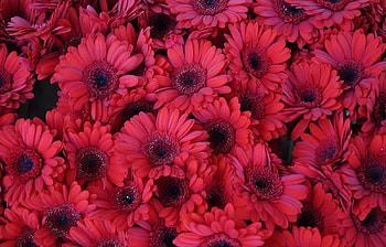 Plants, Flowers HD wallpaper