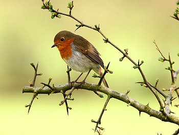 Animals, Birds HD wallpaper