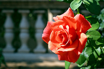 Flowers, Rose Flower, Rose, Bud, Branch HD wallpaper