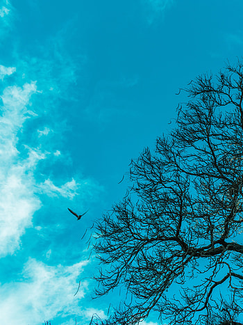 Nature, Sky, Bird, Wood, Tree, Branches HD phone wallpaper