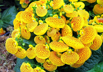 Flowers, Flower, Bright, Spotted, Spotty, Calceolaria, Calceolary HD wallpaper
