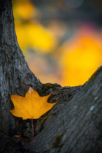Nature, Autumn, Wood, Tree, Dry, Leaflet HD phone wallpaper