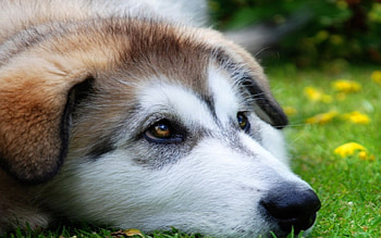I am grounded, laying down, white face, cute, sad HD wallpaper