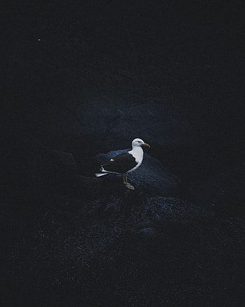 Animals, Bird, Dark Background, Seagull, Gull HD phone wallpaper