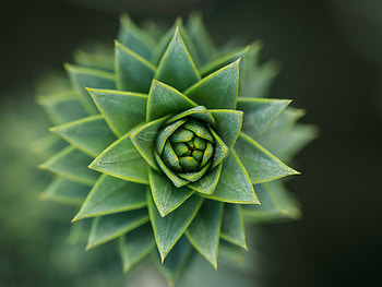 Succulent, close up, green HD wallpaper