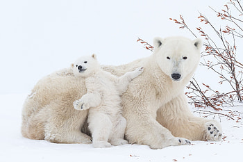 Captivating polar bear , Daisy Gilardini graphy, Arctic expedition, Wildlife grapher HD wallpaper