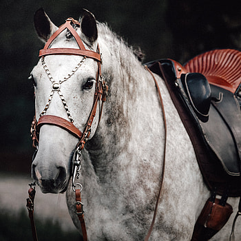 Horse, Equitation HD phone wallpaper