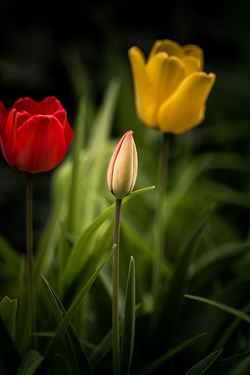 Flowers, Leaves, Tulips, Flower Bed, Flowerbed HD phone wallpaper