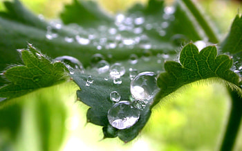 Leaves, Drops, Macro, Dew HD wallpaper