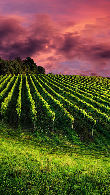 Vineyard, Farms HD phone wallpaper