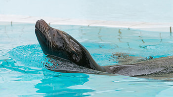 Fur seal, Animal backgrounds HD wallpaper