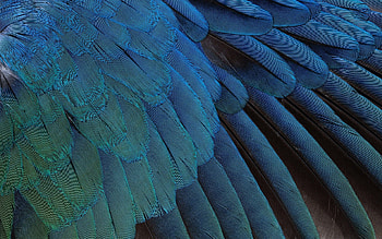 Background, Feather, Texture, Textures, Color HD wallpaper