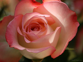 Beauty pink rose, rose, pink, flower, nature, petal HD wallpaper