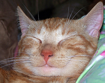 Smile, smiling, whiskers, cat, nature, pet, sleeping, orange, ginger HD wallpaper