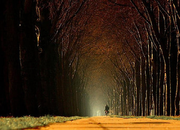 Beautiful Ride Home, canopy, grass, dusk, verge, leaves, arch, red, bike, trees, autumn, road, rider HD wallpaper