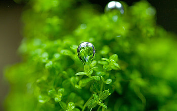 Grass, Macro, Sheet, Leaf, Drop HD wallpaper