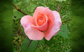 Rose, plant, pink, flower, macro HD wallpaper