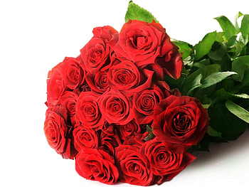 Plants, Flowers, Roses HD wallpaper