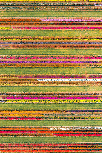 Flowers, View From Above, Multicolored, Motley, Texture, Lines, Textures, Field HD phone wallpaper