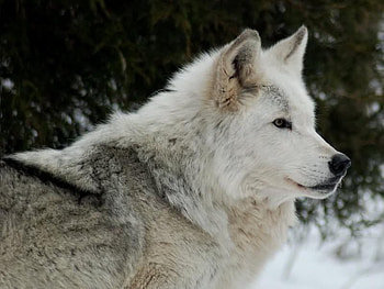 Lakota Wolf, white, wolf, lakota, snow HD wallpaper