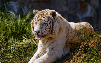 Animals, Grass, To Lie Down, Lie, Predator, Big Cat, Tiger, Protruding Tongue, Tongue Stuck Out HD wallpaper