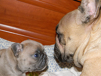 eyes to eyes, puppy, pets, dogs, eyes, puppies, french bulldog, mommy and baby HD wallpaper