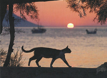 Cat, boats, trees, cute, feline, paws HD wallpaper