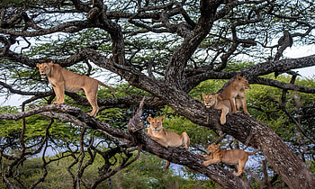 Lions, animal, cat, lion, lioness HD wallpaper