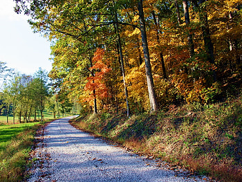 Forest in autumn, autumn, colors, nature, forest HD wallpaper
