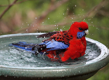 WATER FUN, BATH, RED, AUSTRALIA, BIRD HD wallpaper