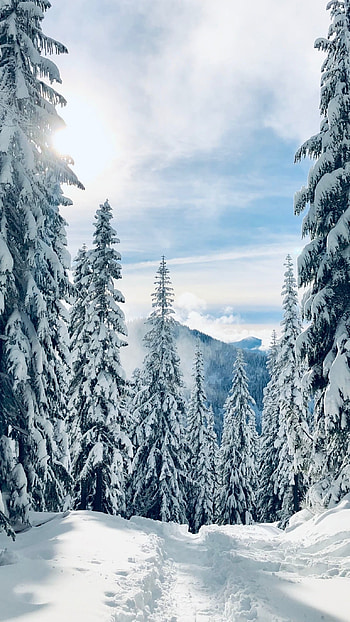 Winter Background, Snow HD phone wallpaper